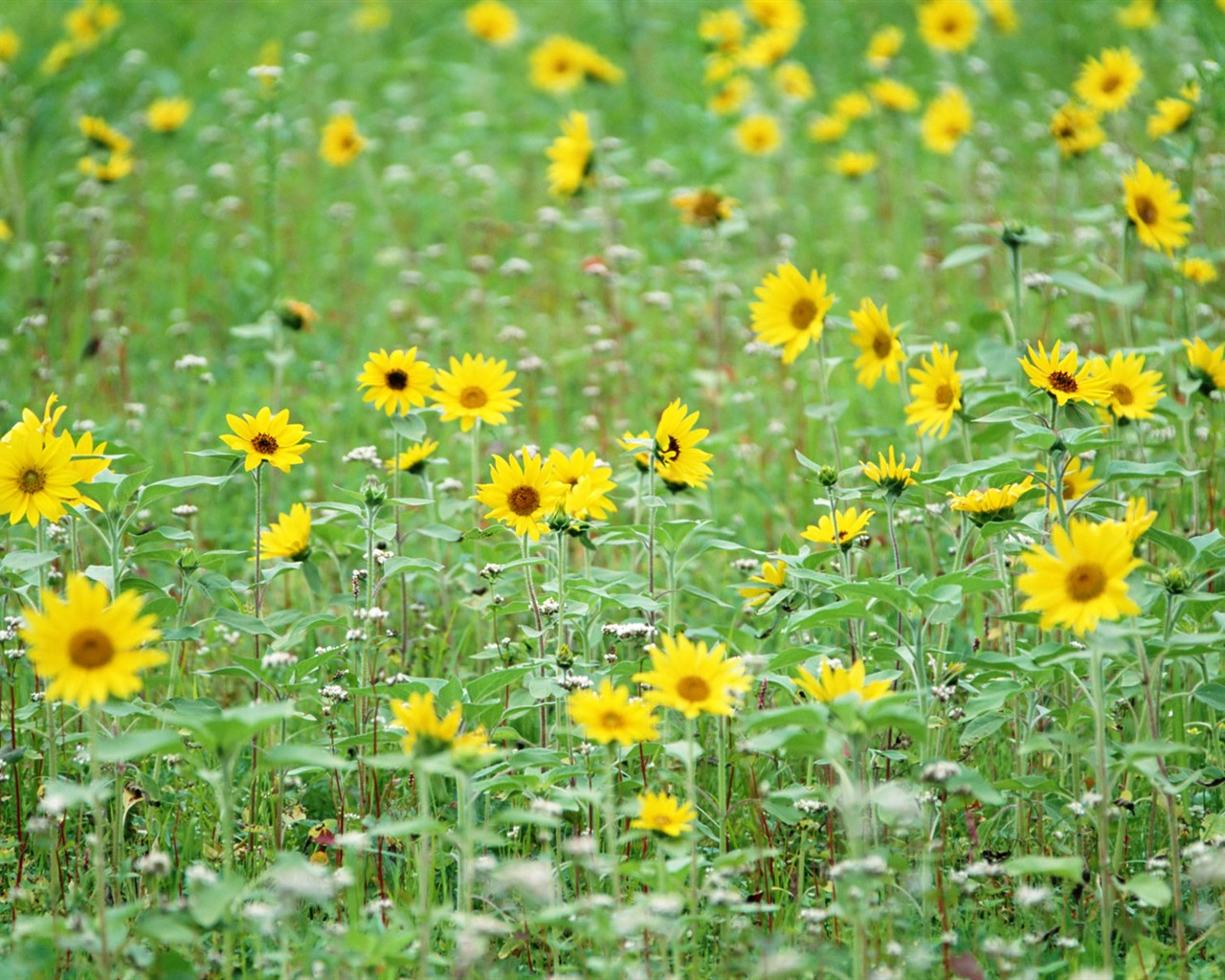 Wildflower Desktop Wallpaper #13 - 1280x1024