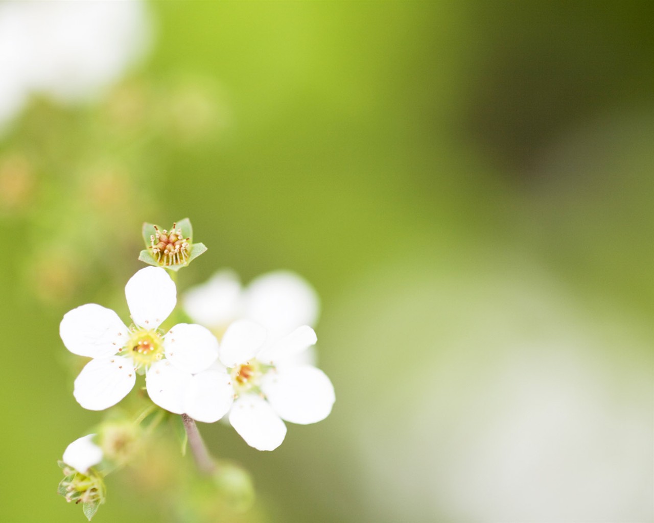 Wildflower Desktop Wallpaper #14 - 1280x1024