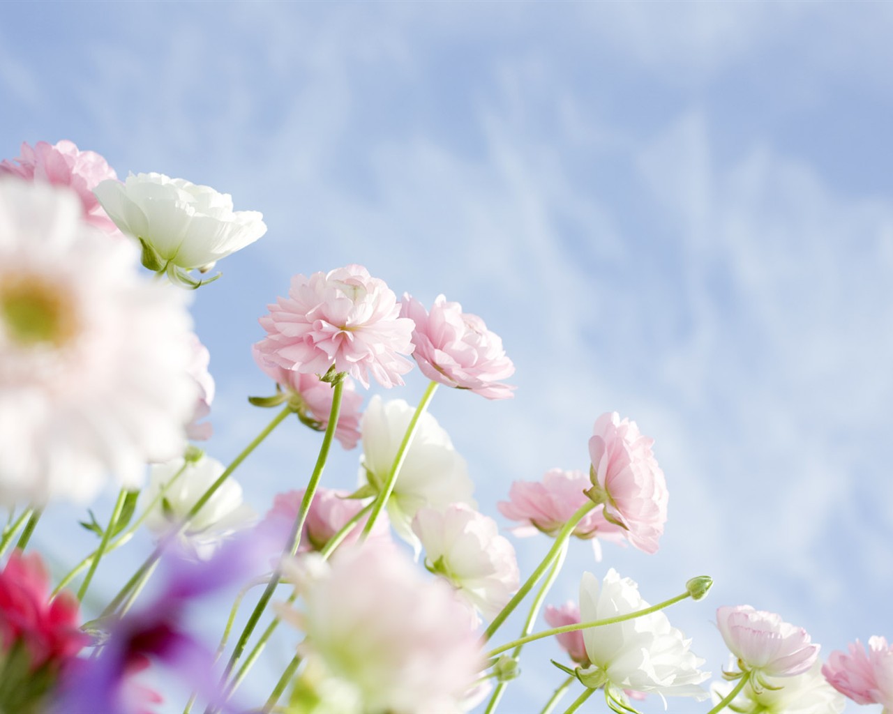 wildflower Tapety na plochu #18 - 1280x1024