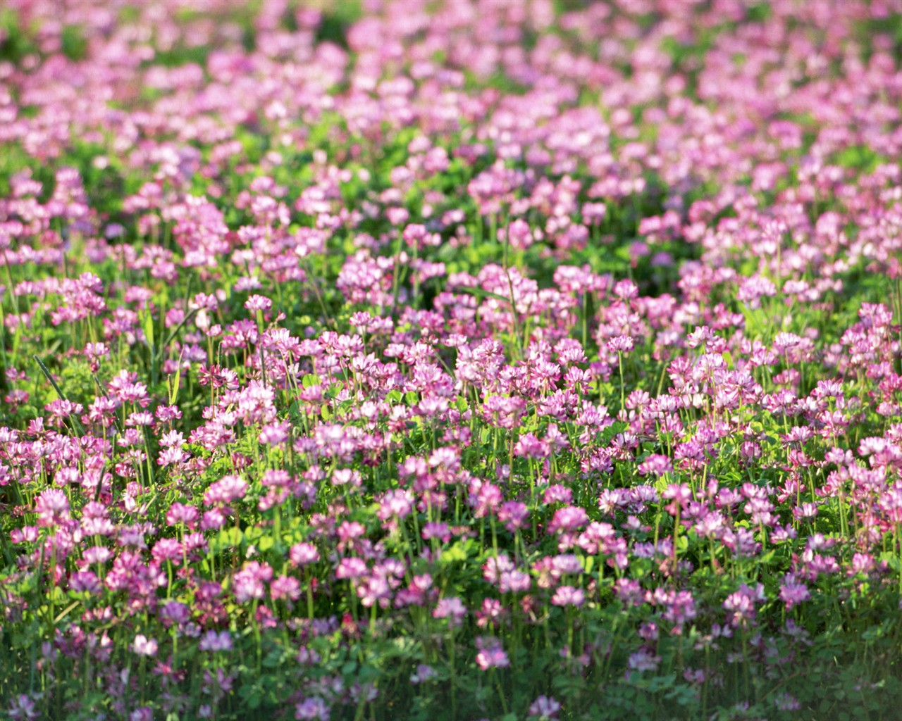 Fond d'écran de fleurs sauvages #23 - 1280x1024