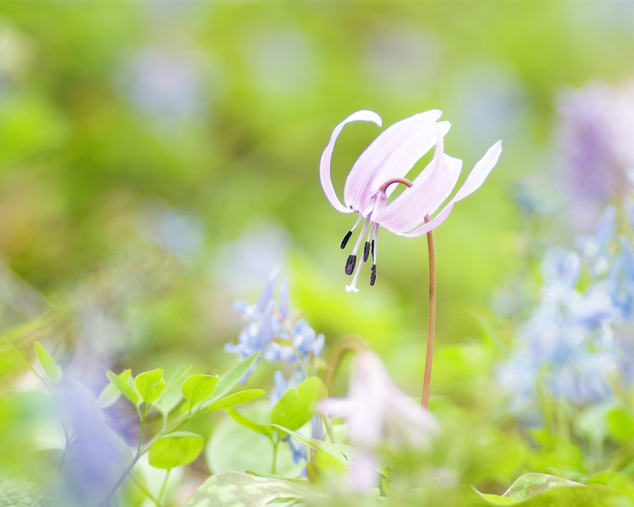 wildflower Tapety na plochu #24 - 1280x1024