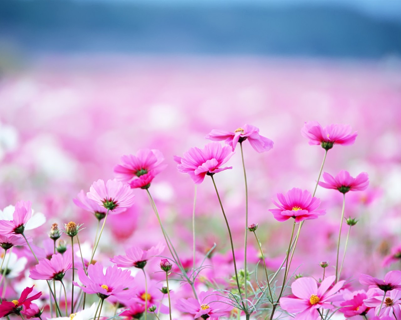 Wildflower Desktop Wallpaper #25 - 1280x1024