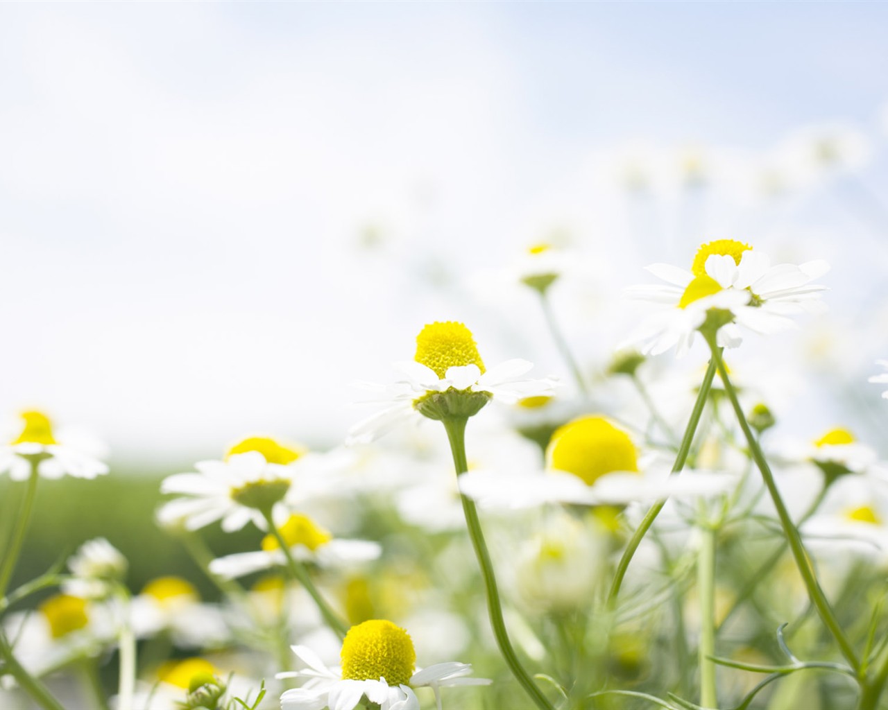wildflower Tapety na plochu #26 - 1280x1024