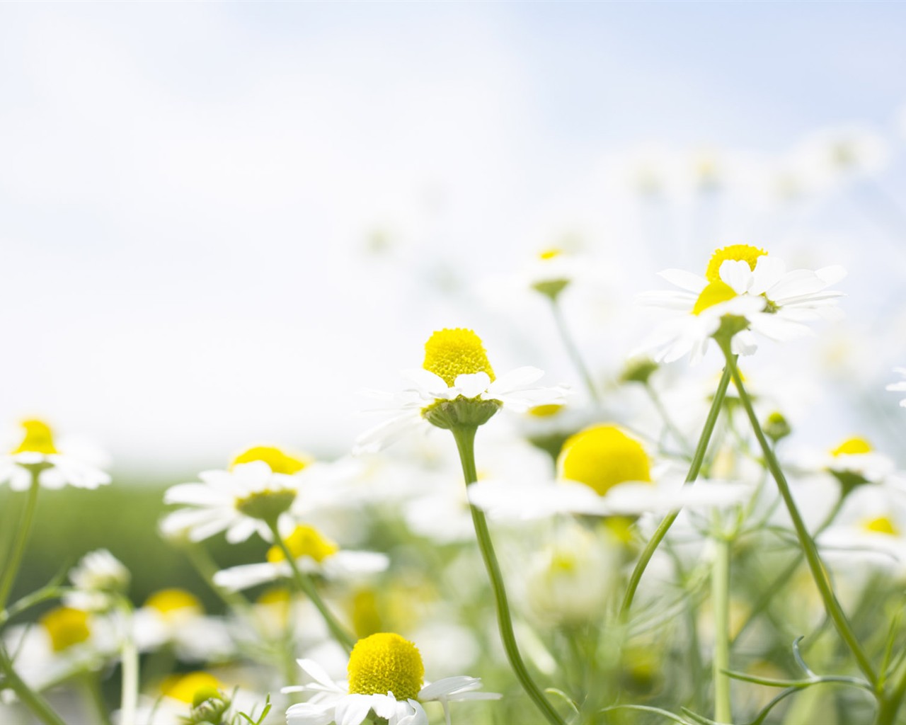 Wildflower Desktop Wallpaper #26 - 1280x1024