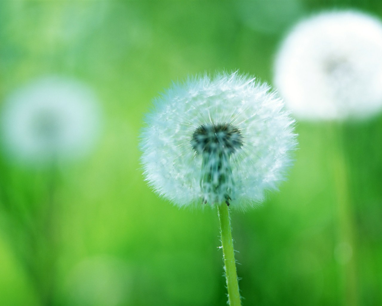 wildflower Tapety na plochu #28 - 1280x1024
