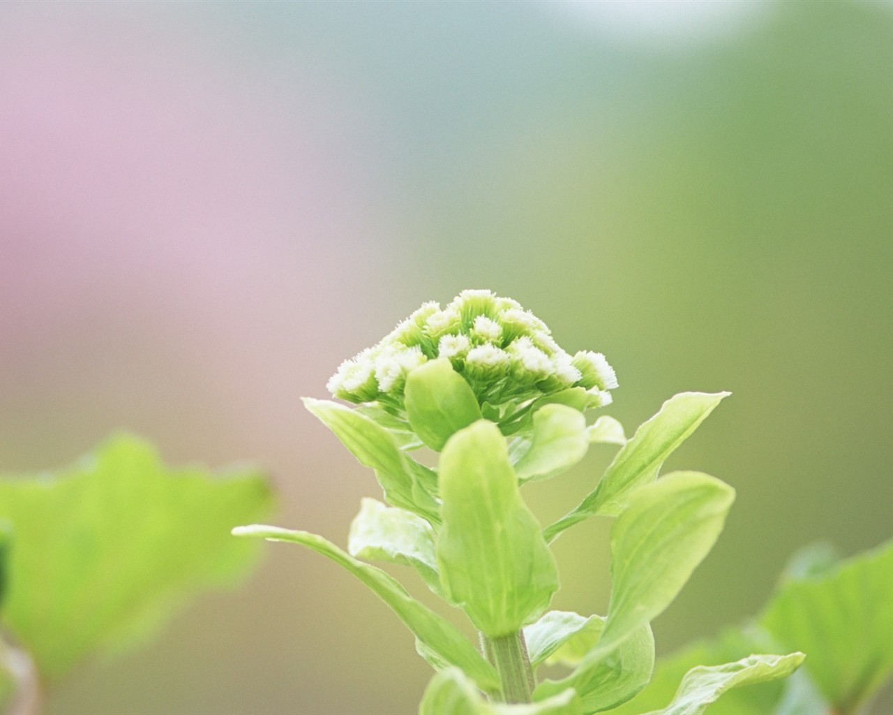 Fresh green leaf wallpaper (1) #2 - 1280x1024