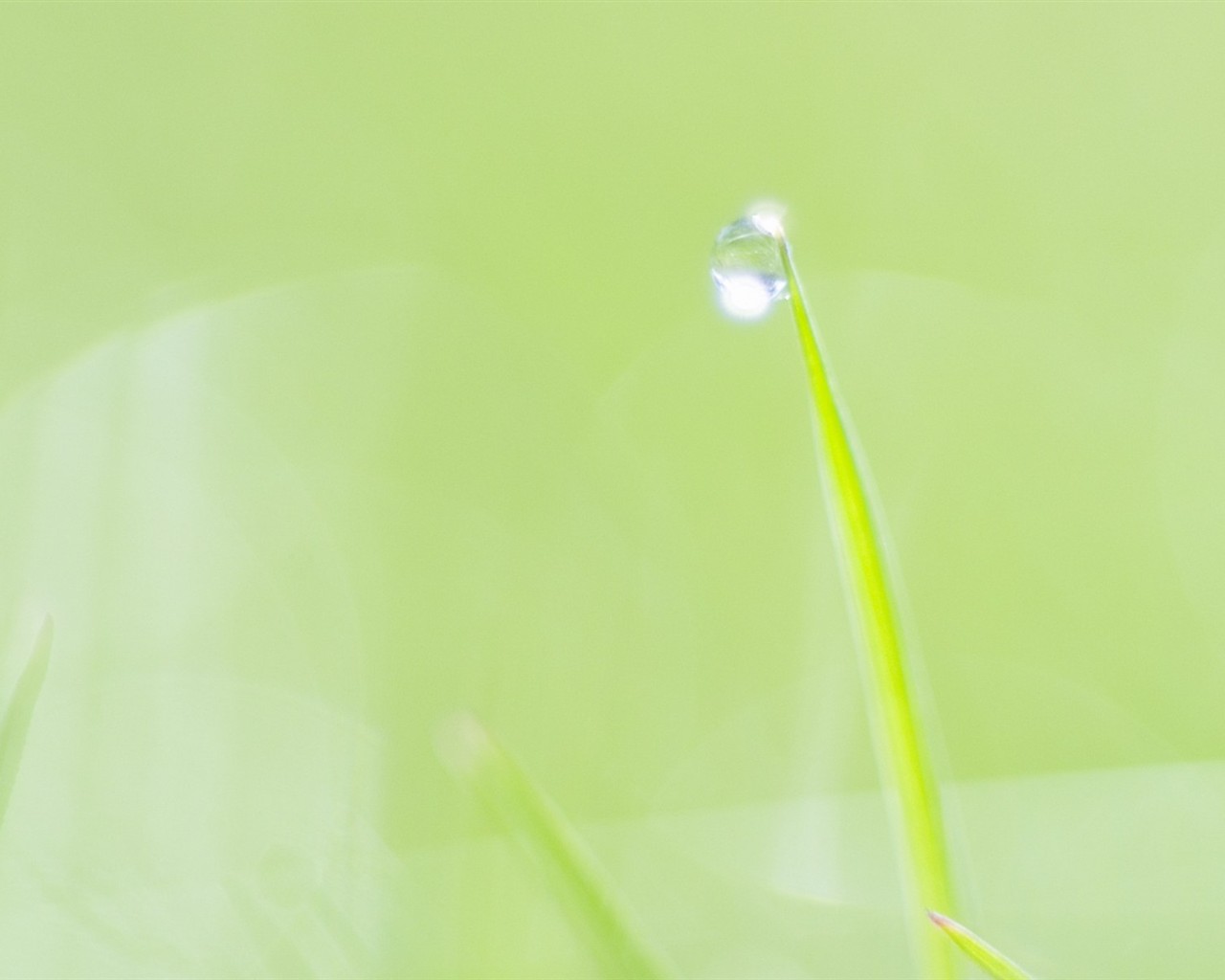 Fresh green leaf wallpaper (1) #3 - 1280x1024