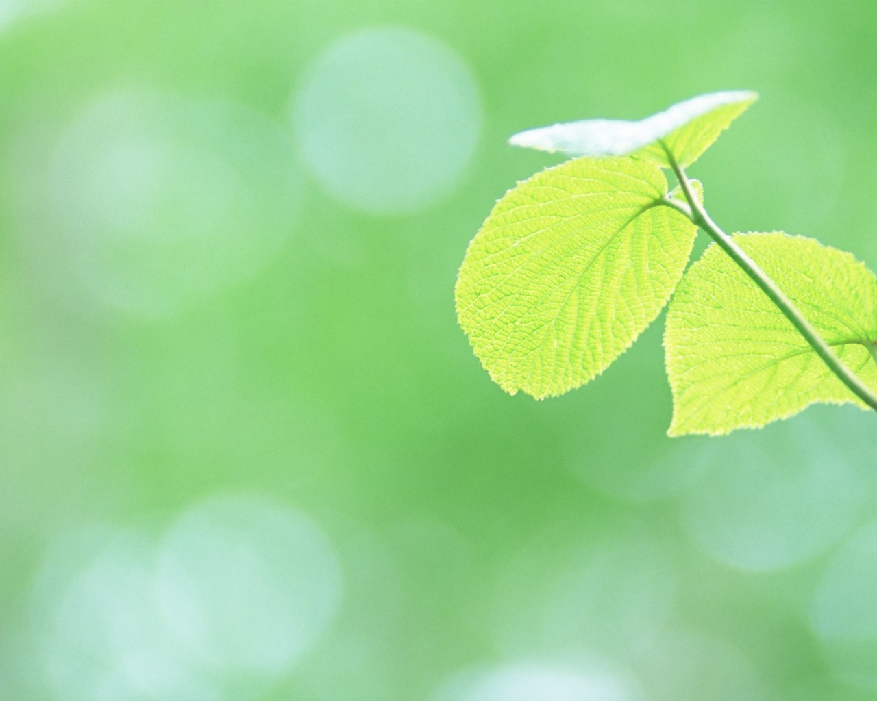 Fresh green leaf wallpaper (1) #4 - 1280x1024