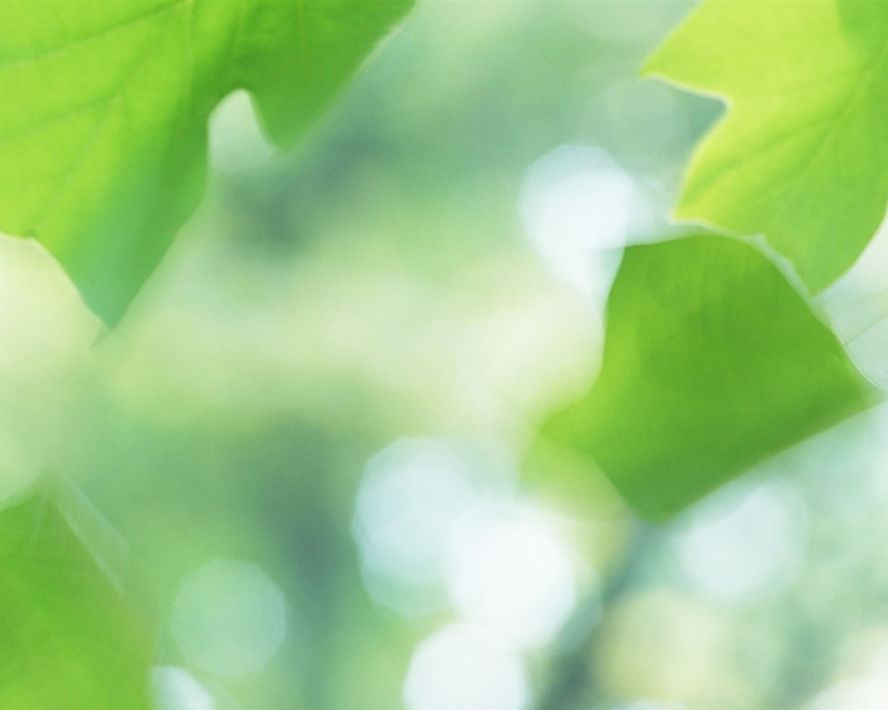 Fresh green leaf wallpaper (1) #5 - 1280x1024
