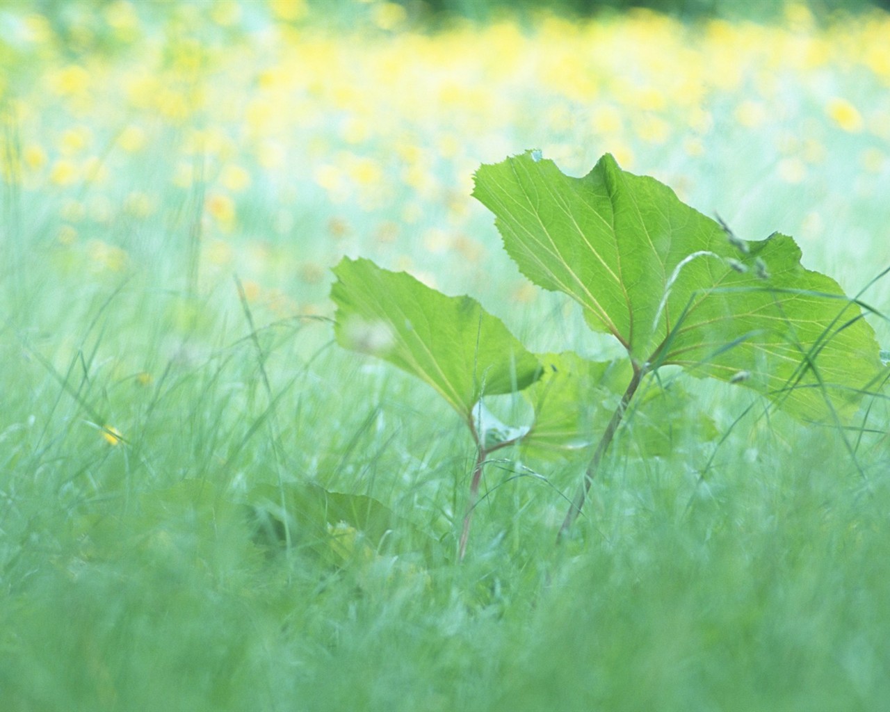 Fresh green leaf wallpaper (1) #6 - 1280x1024