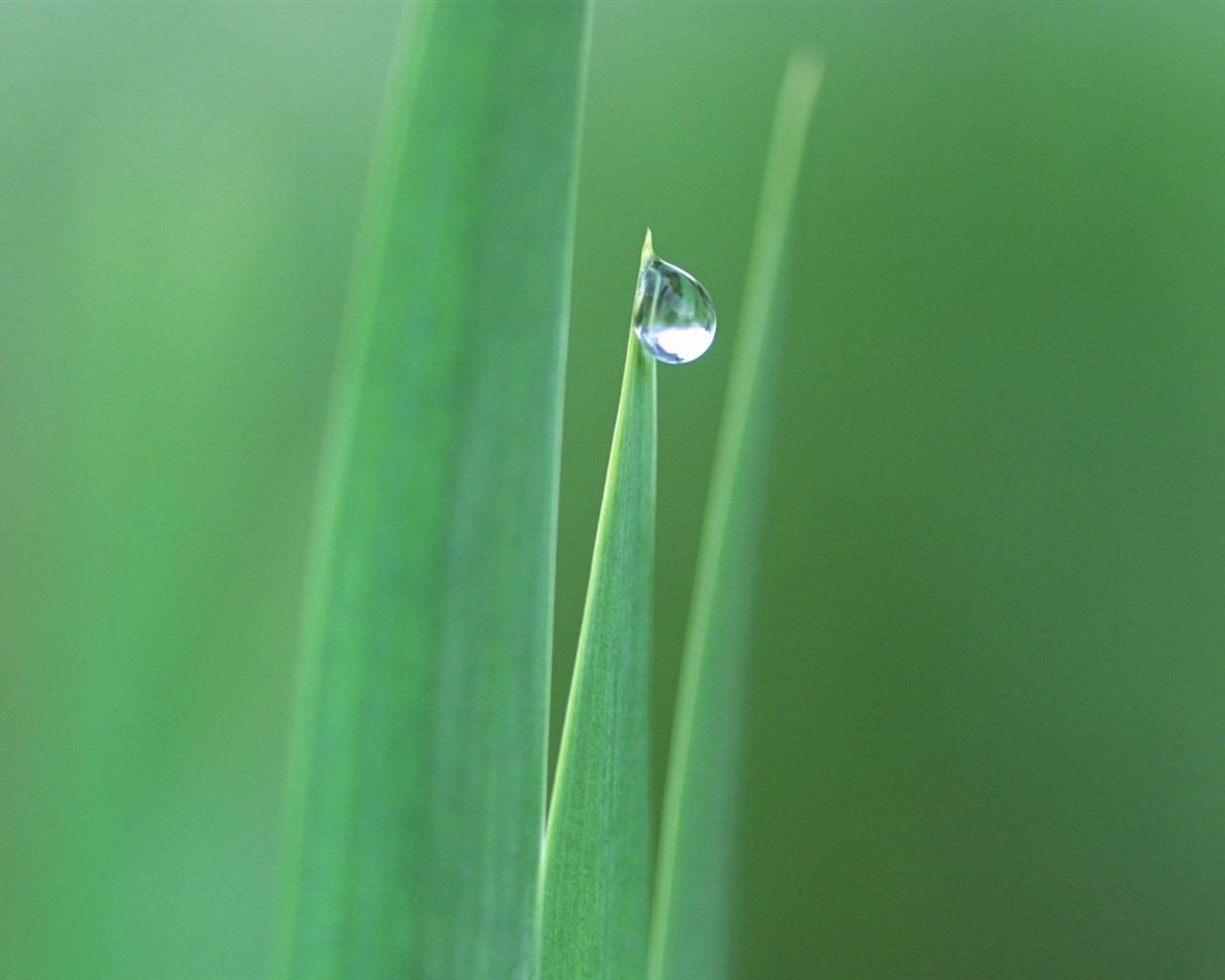 Fresh green leaf wallpaper (1) #7 - 1280x1024