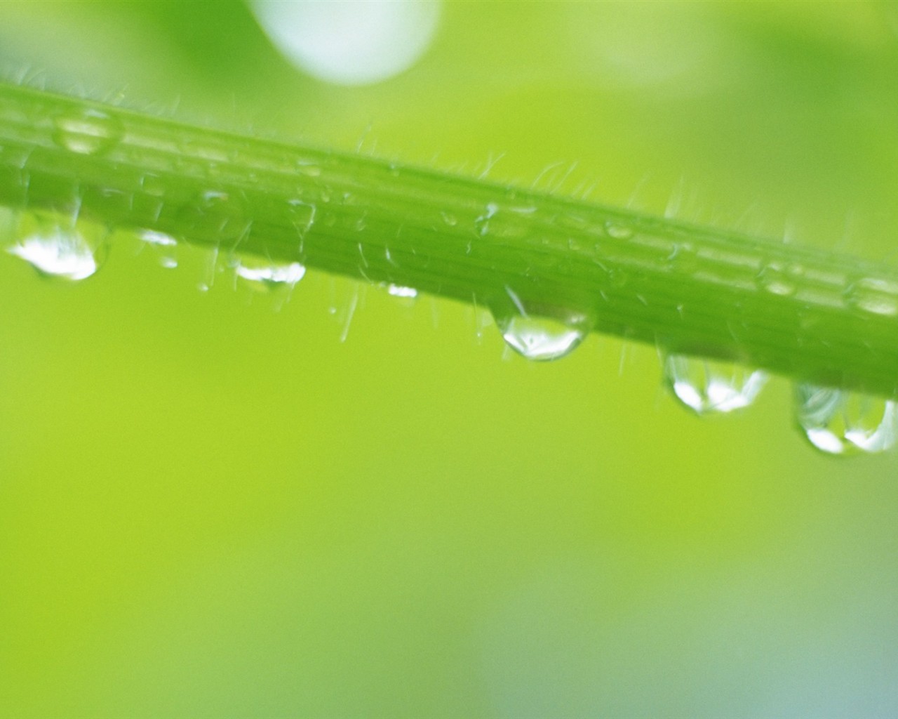 Fresh green leaf wallpaper (1) #9 - 1280x1024