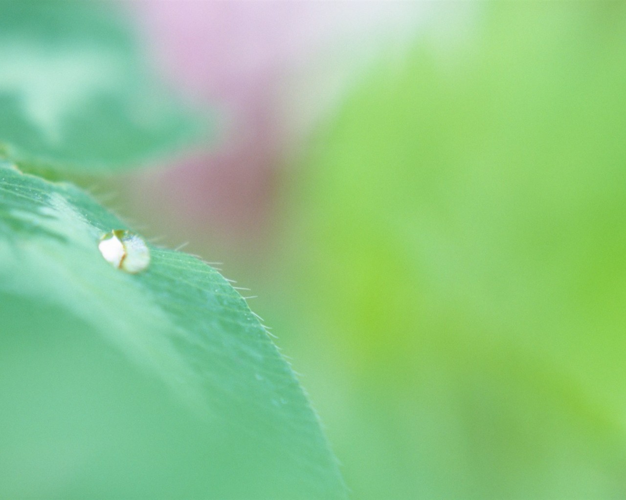 Fresh green leaf wallpaper (1) #10 - 1280x1024