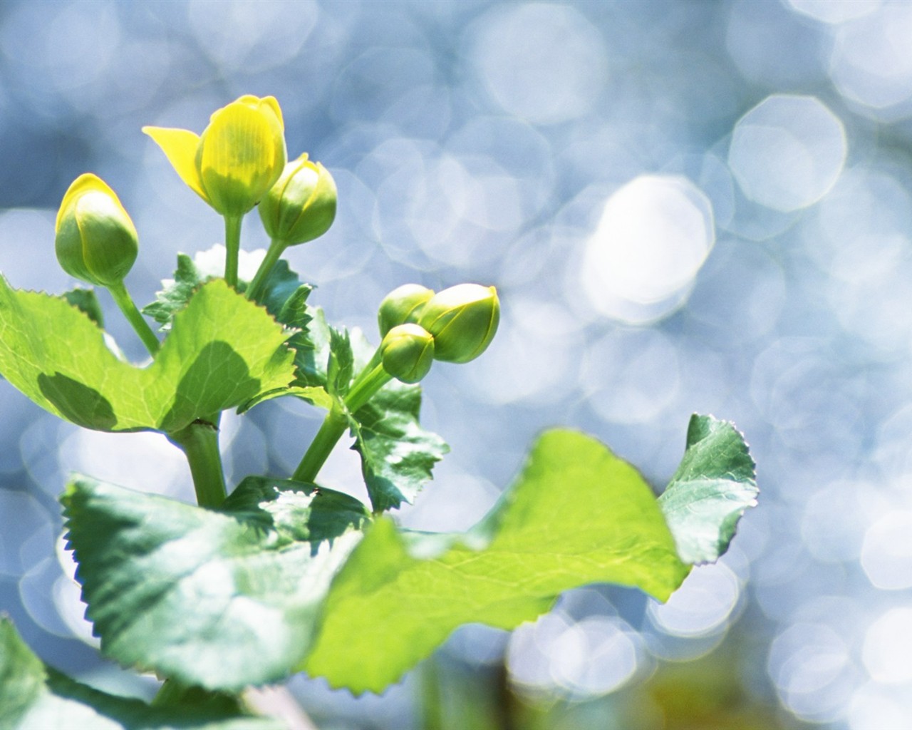 Fresh green leaf wallpaper (1) #11 - 1280x1024