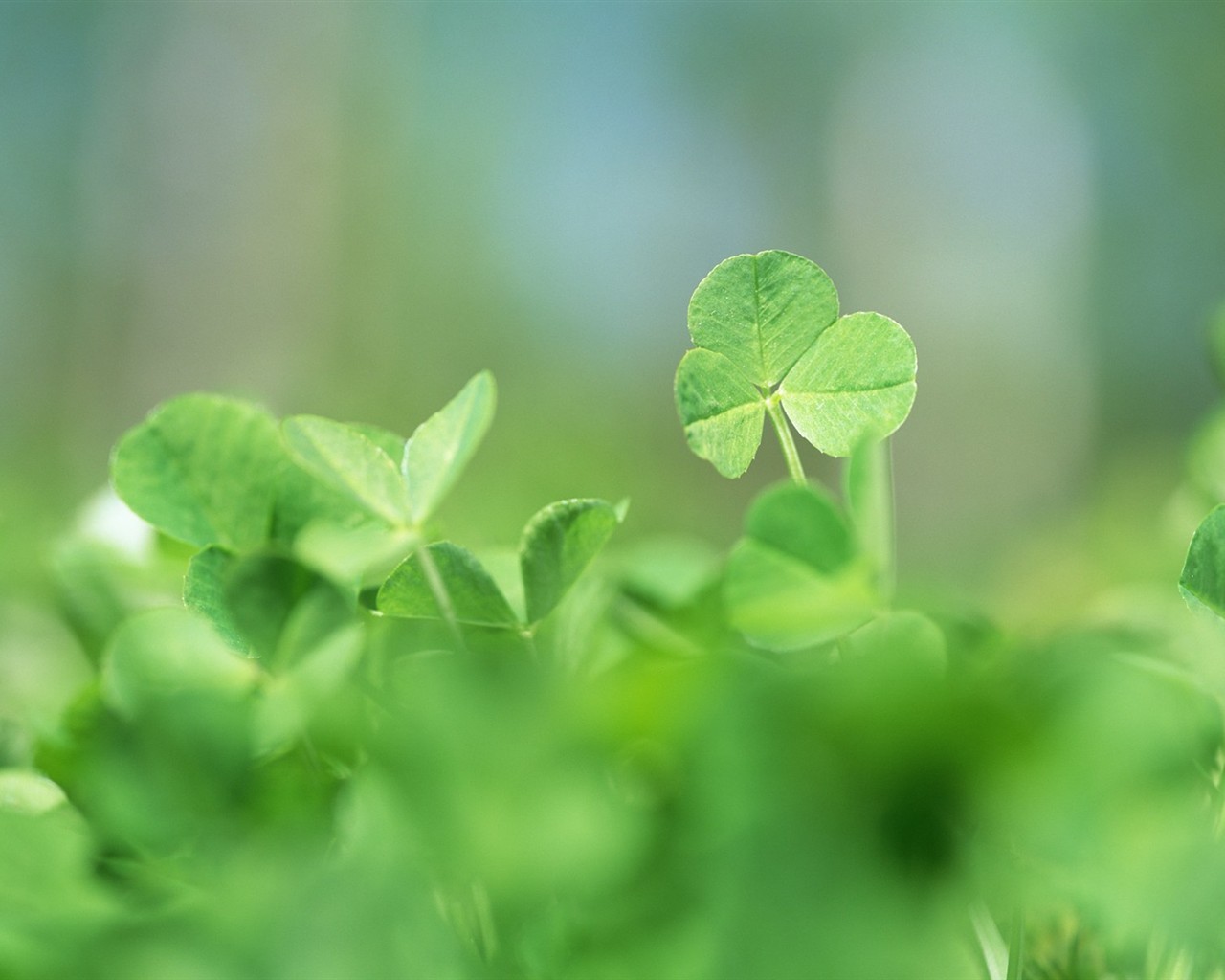 Fresh green leaf wallpaper (1) #12 - 1280x1024
