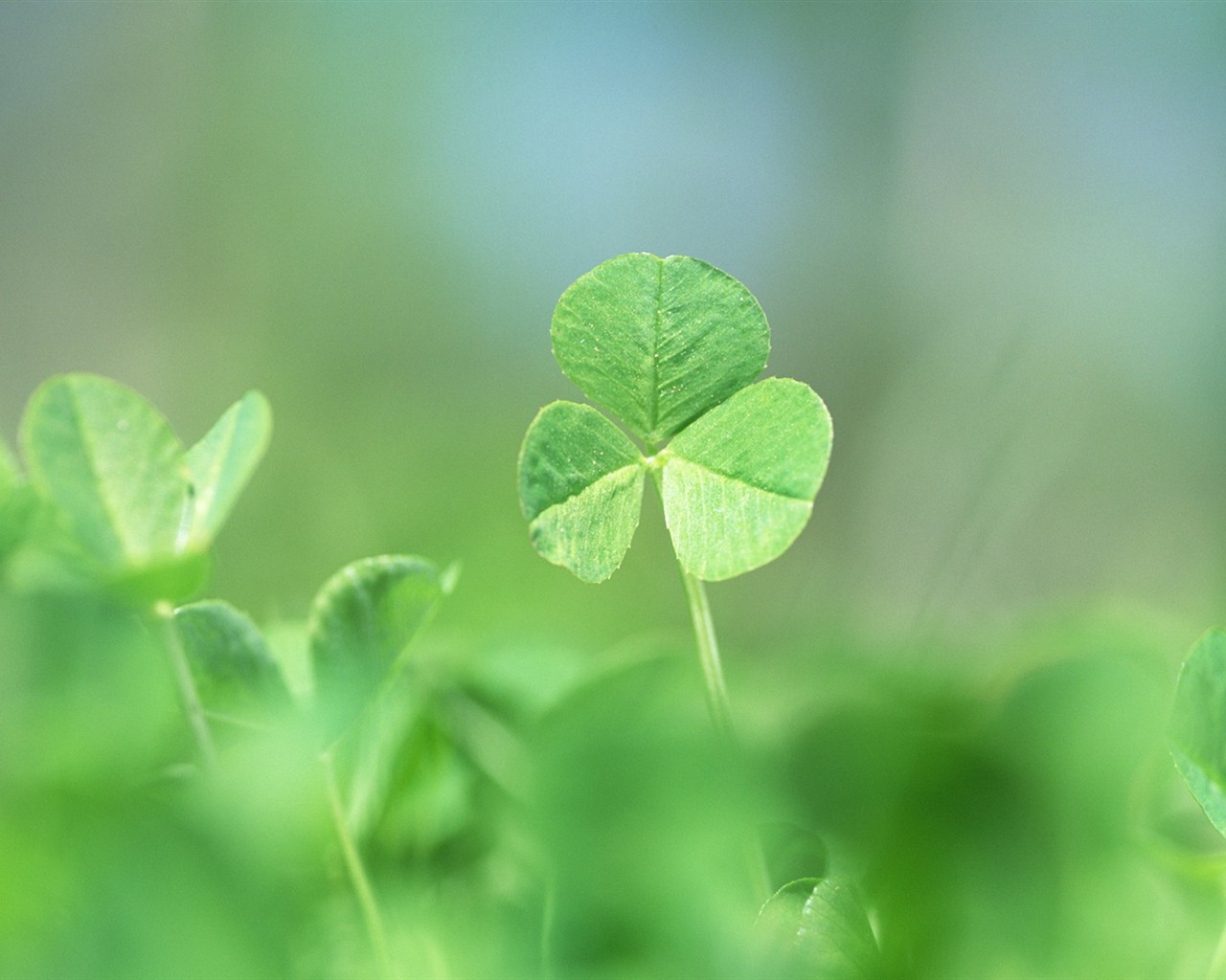 Fresh green leaf wallpaper (1) #13 - 1280x1024