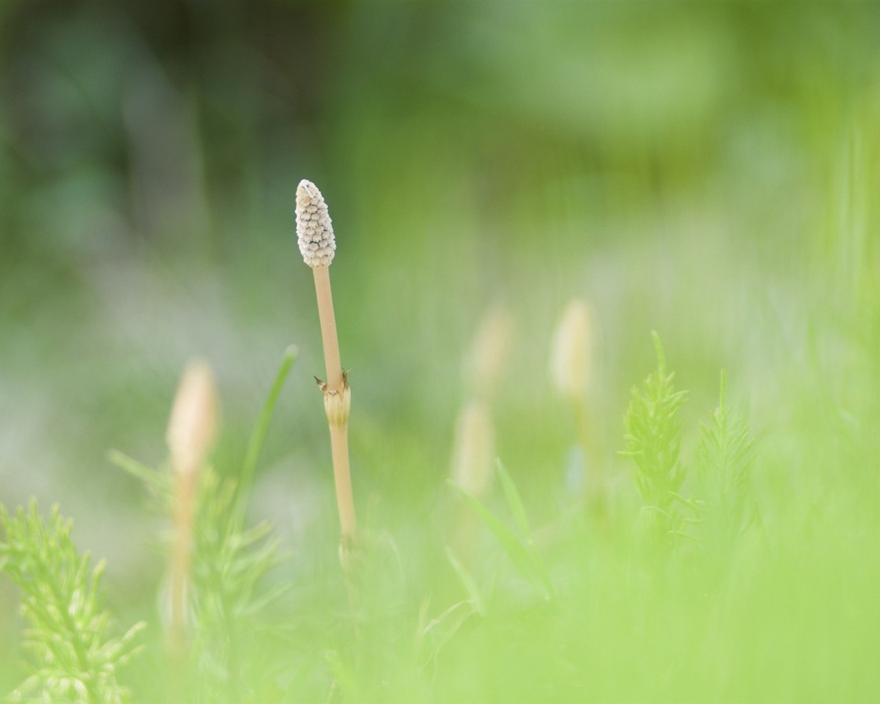 Fresh green leaf wallpaper (1) #15 - 1280x1024