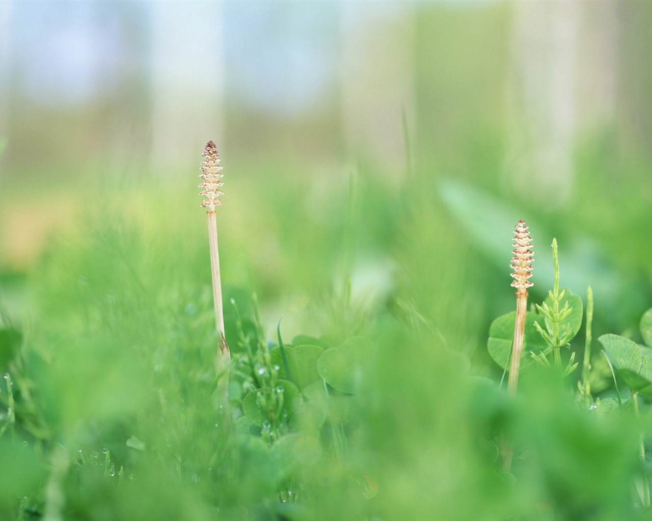 Fresh green leaf wallpaper (1) #18 - 1280x1024