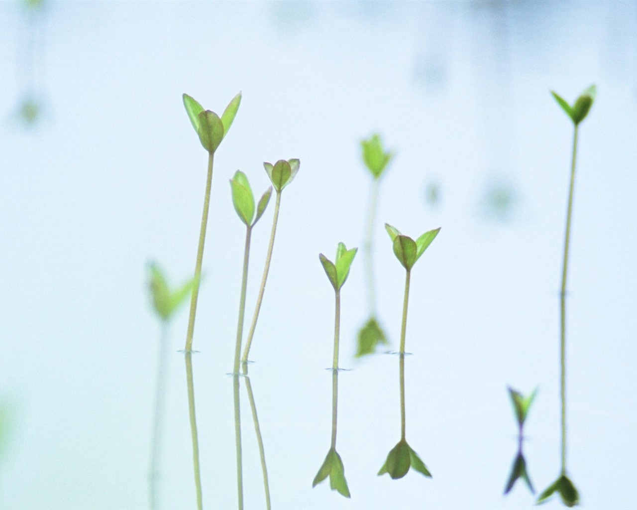 Fresh green leaf wallpaper (1) #20 - 1280x1024