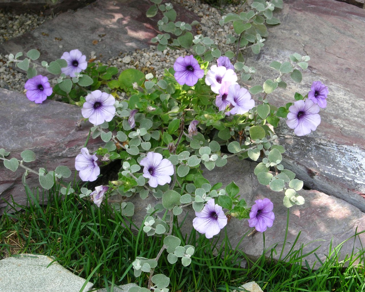 Beautiful Flowers wallpaper (1) #9 - 1280x1024