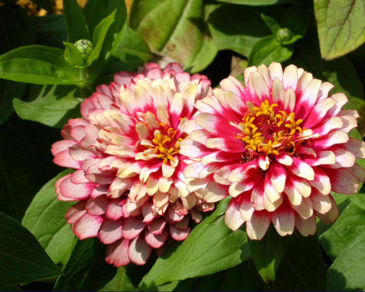 Beautiful Flowers wallpaper (1) #11 - 1280x1024