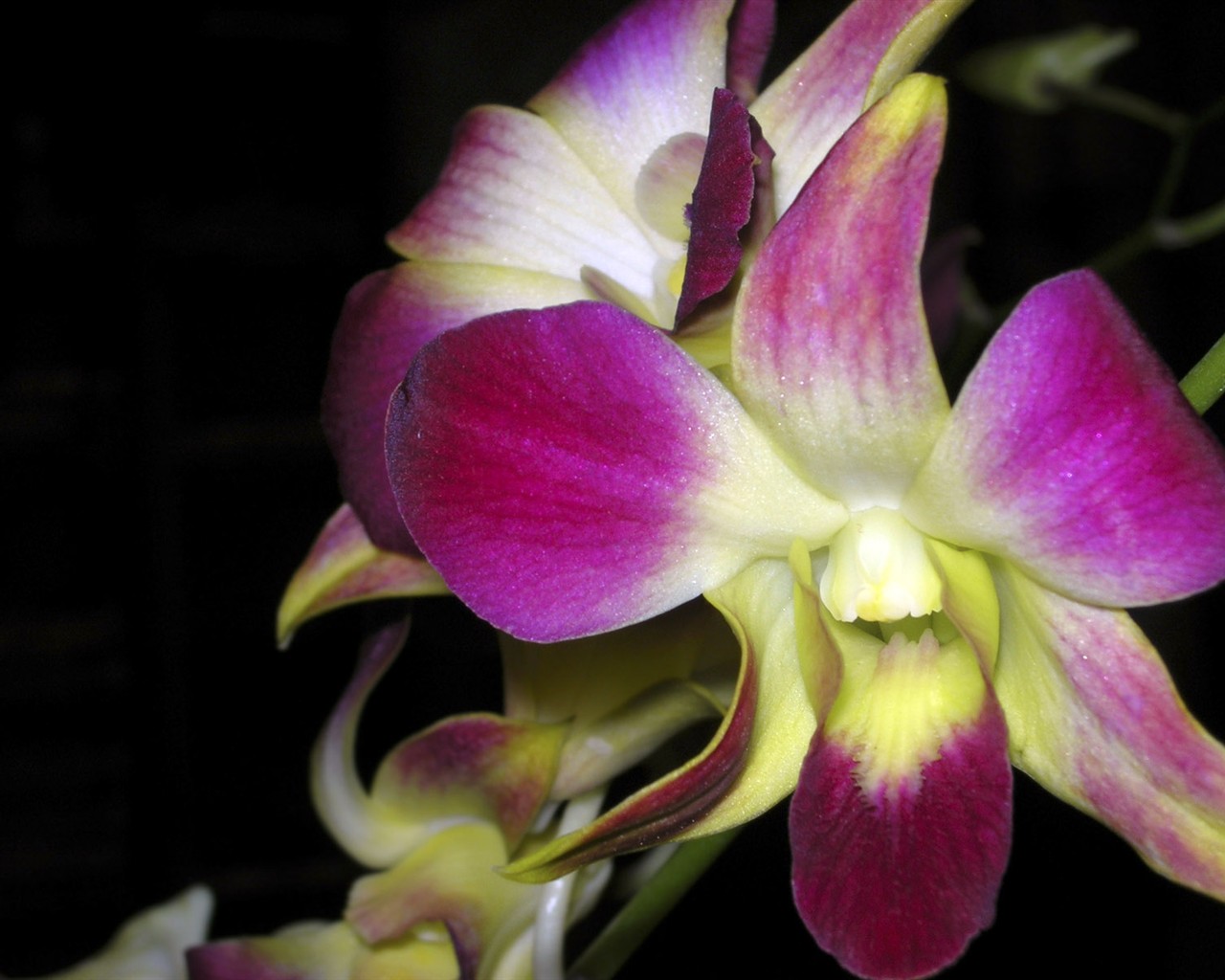 Beautiful Flowers wallpaper (1) #14 - 1280x1024