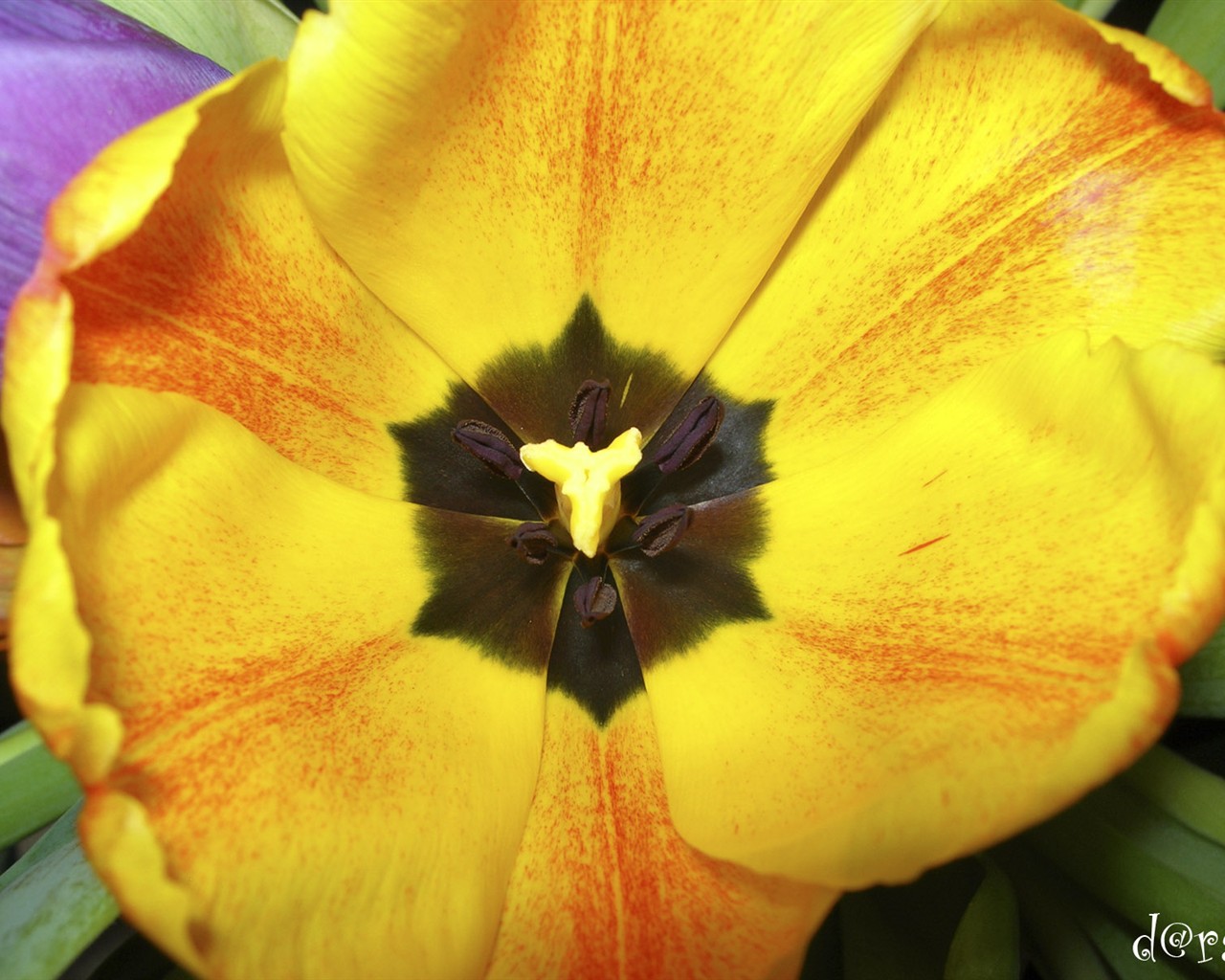 Beautiful Flowers wallpaper (1) #15 - 1280x1024