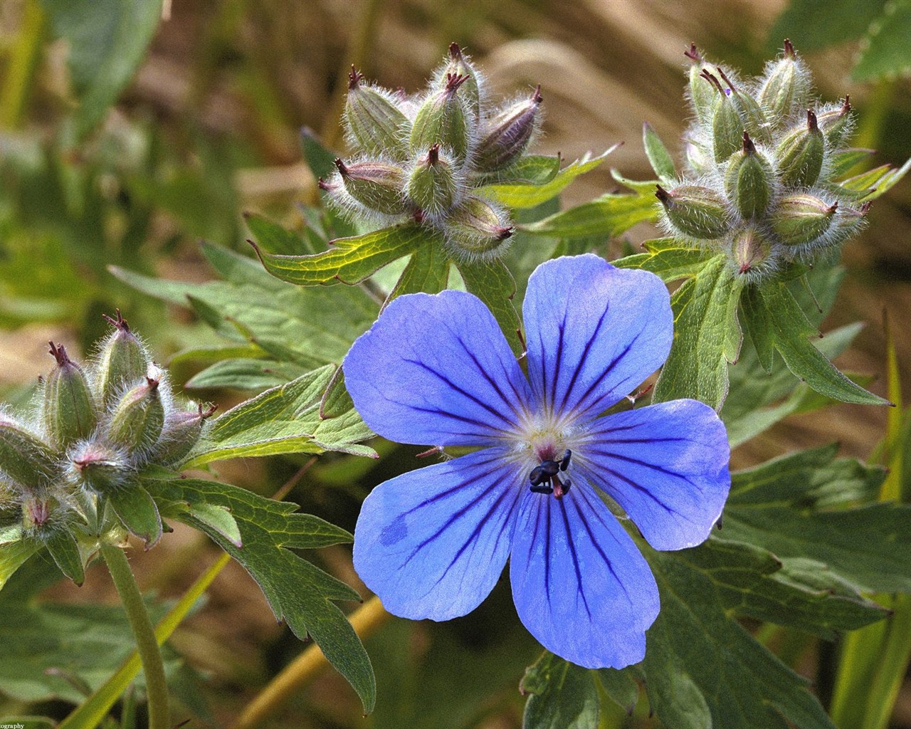 Beautiful Flowers wallpaper (1) #20 - 1280x1024