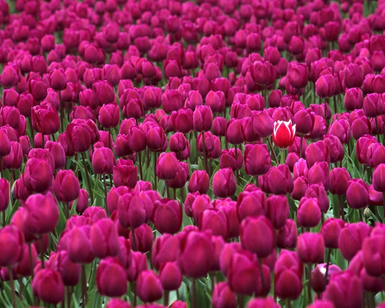 美麗鮮花桌面壁紙(一) #24 - 1280x1024