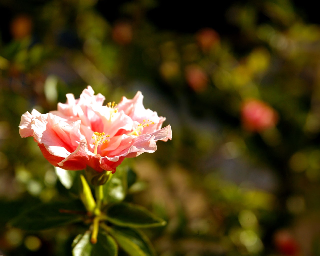 Belles fleurs fonds d'écran (1) #37 - 1280x1024