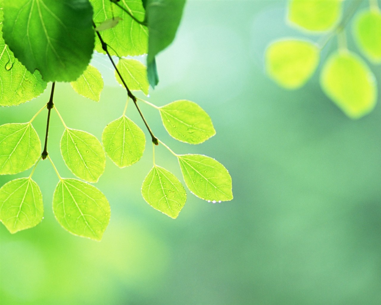 Fresh green leaf wallpaper (2) #6 - 1280x1024