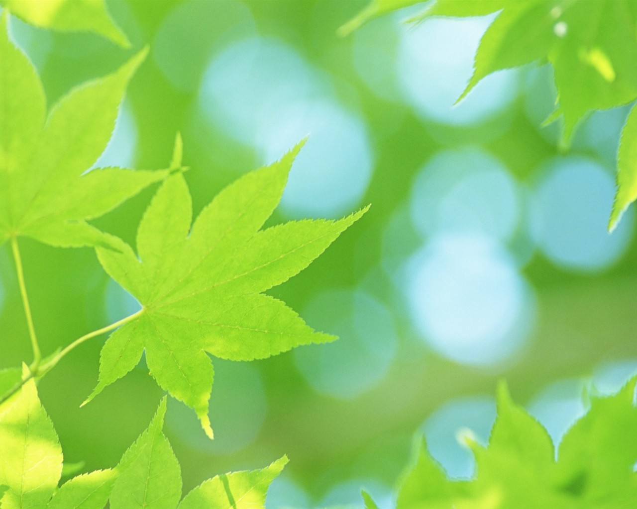 Fresh green leaf wallpaper (2) #7 - 1280x1024