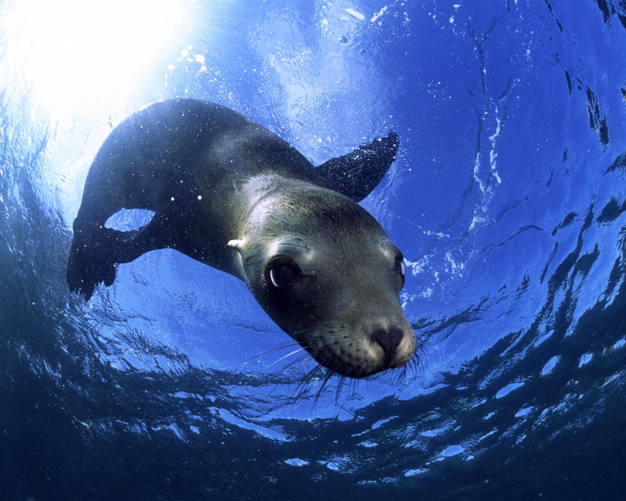 HD Animals Wallpapers Collection (2) #13 - 1280x1024