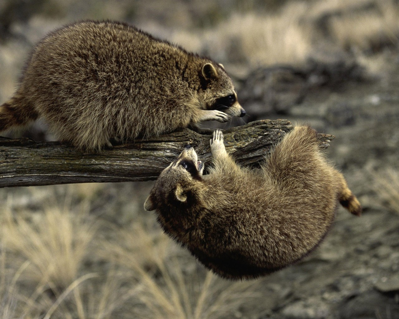 Colección HD Fondos de Animales (2) #15 - 1280x1024