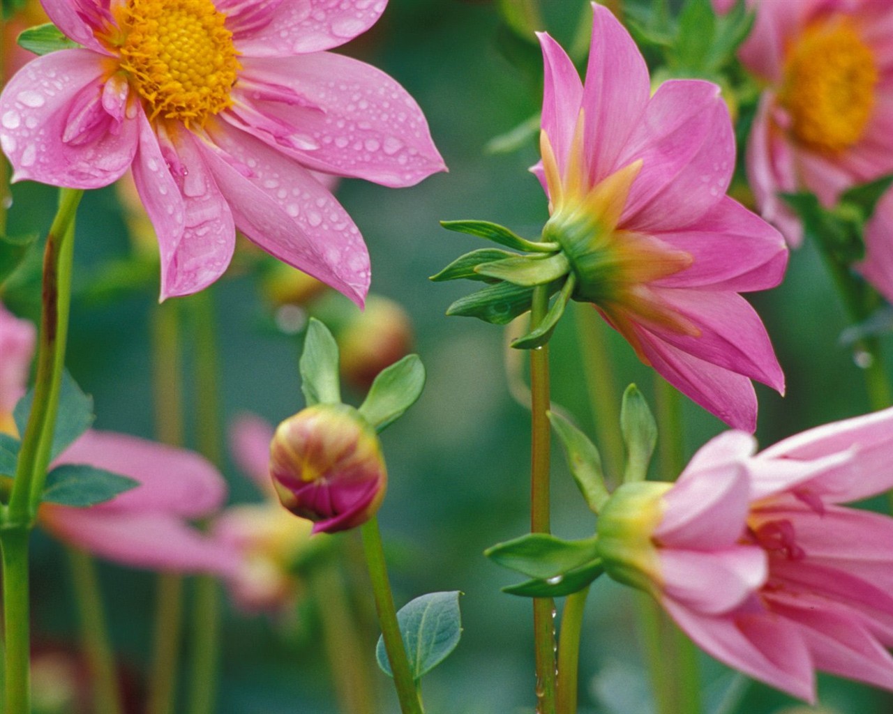 Beautiful Flowers wallpaper (1) #1 - 1280x1024