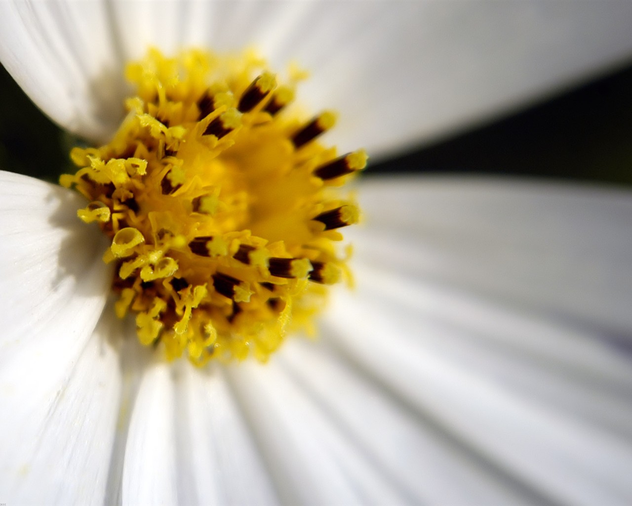 Beautiful Flowers wallpaper (1) #2 - 1280x1024