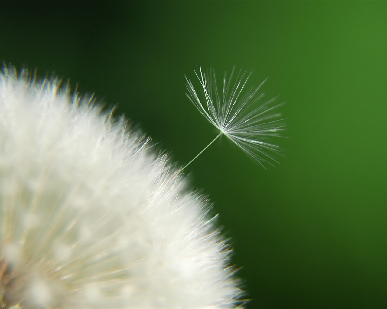 美麗鮮花桌面壁紙(一) #3 - 1280x1024