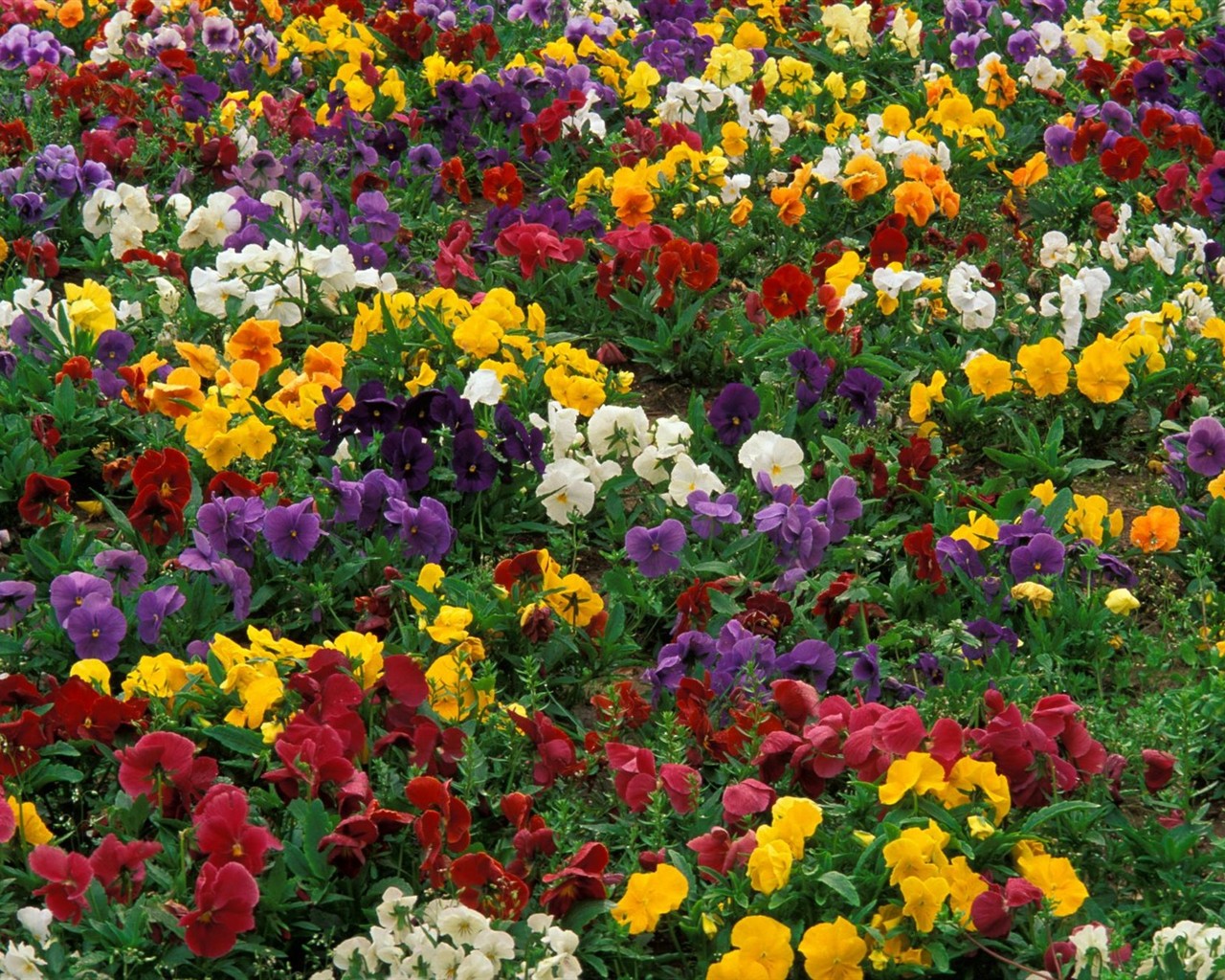 krásné květiny tapety (2) #4 - 1280x1024