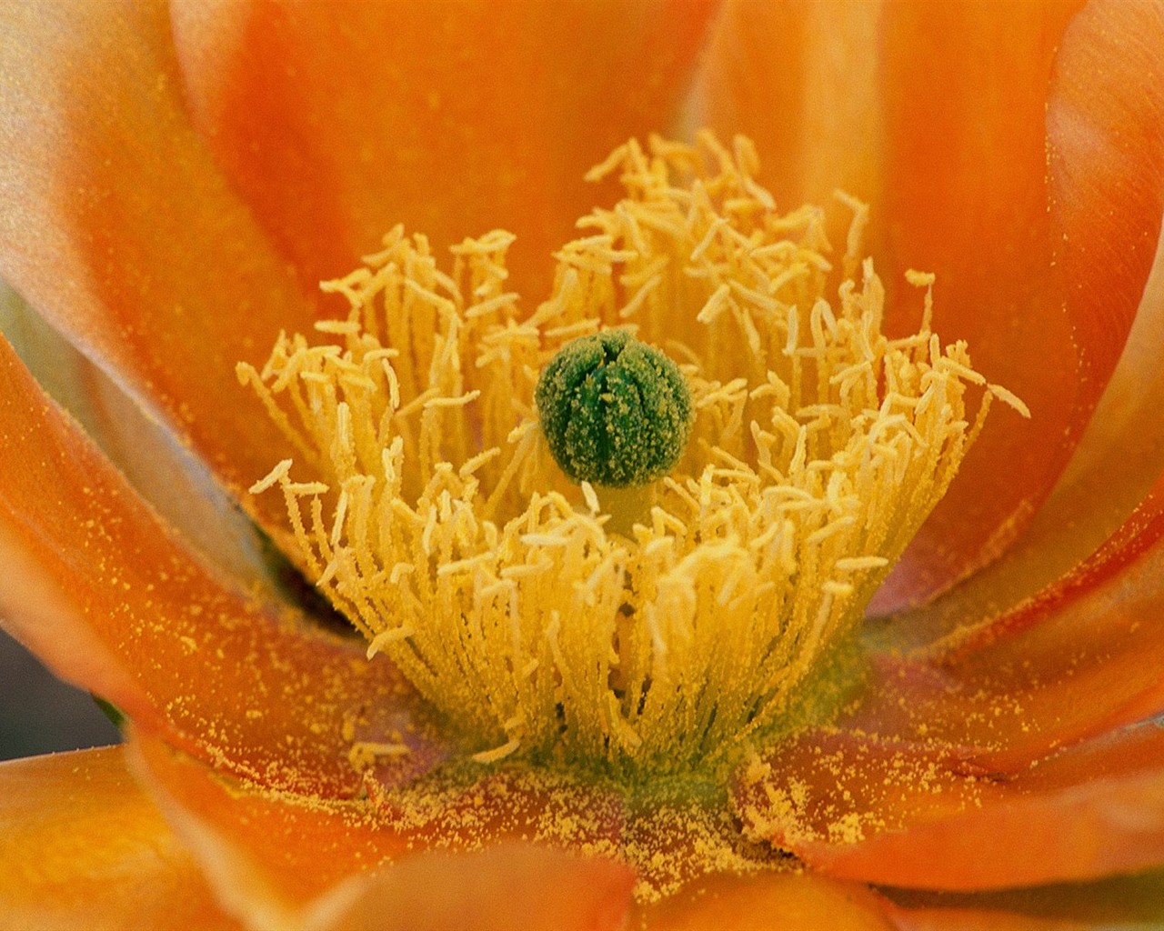 Beautiful Flowers wallpaper (2) #22 - 1280x1024