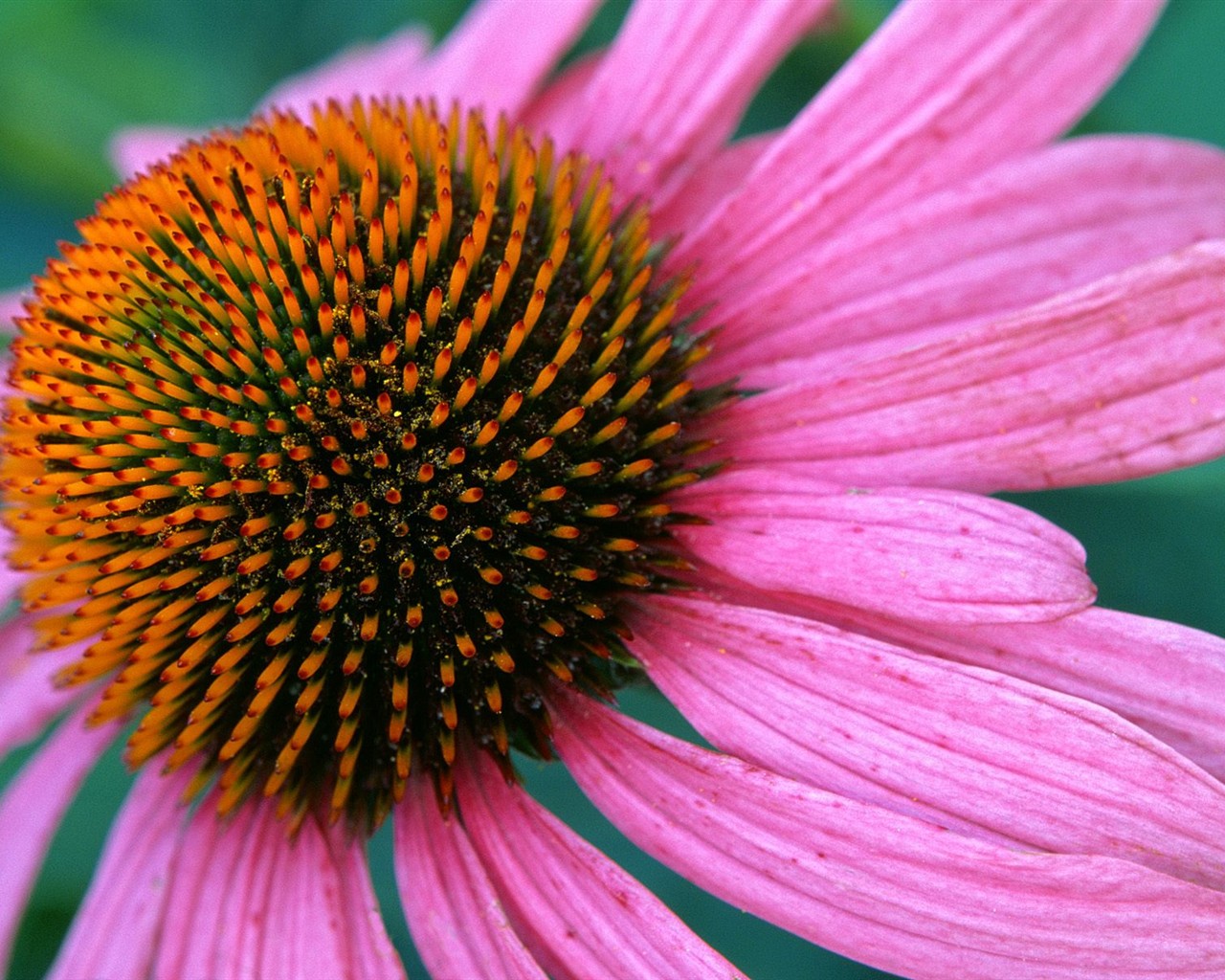 krásné květiny tapety (2) #23 - 1280x1024