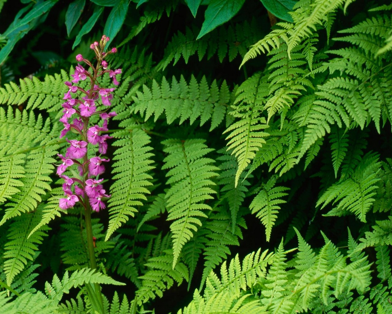 Belles fleurs fonds d'écran (2) #24 - 1280x1024