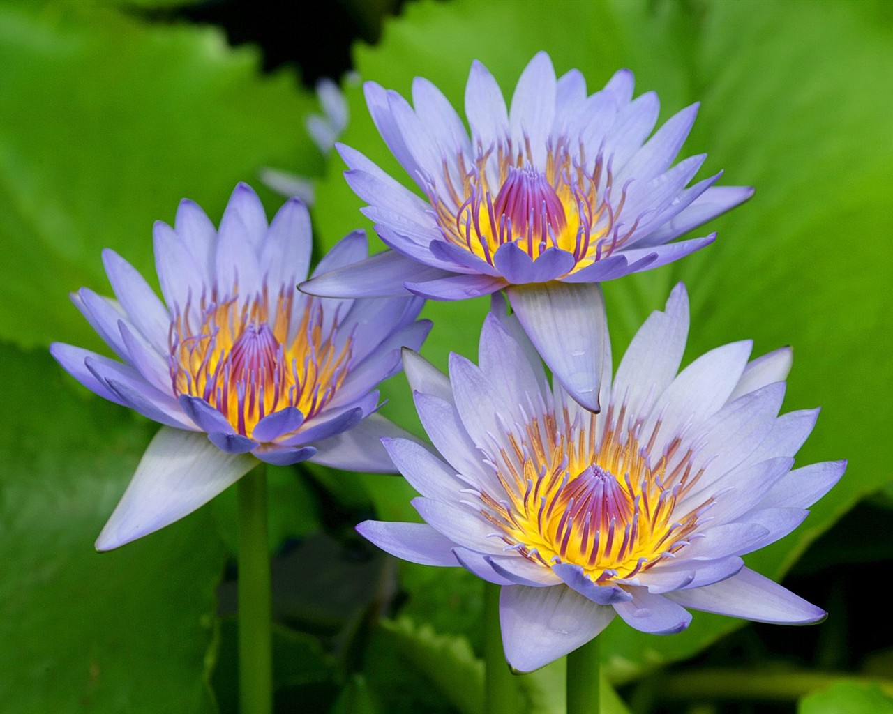 美丽鲜花桌面壁纸(二) #26 - 1280x1024