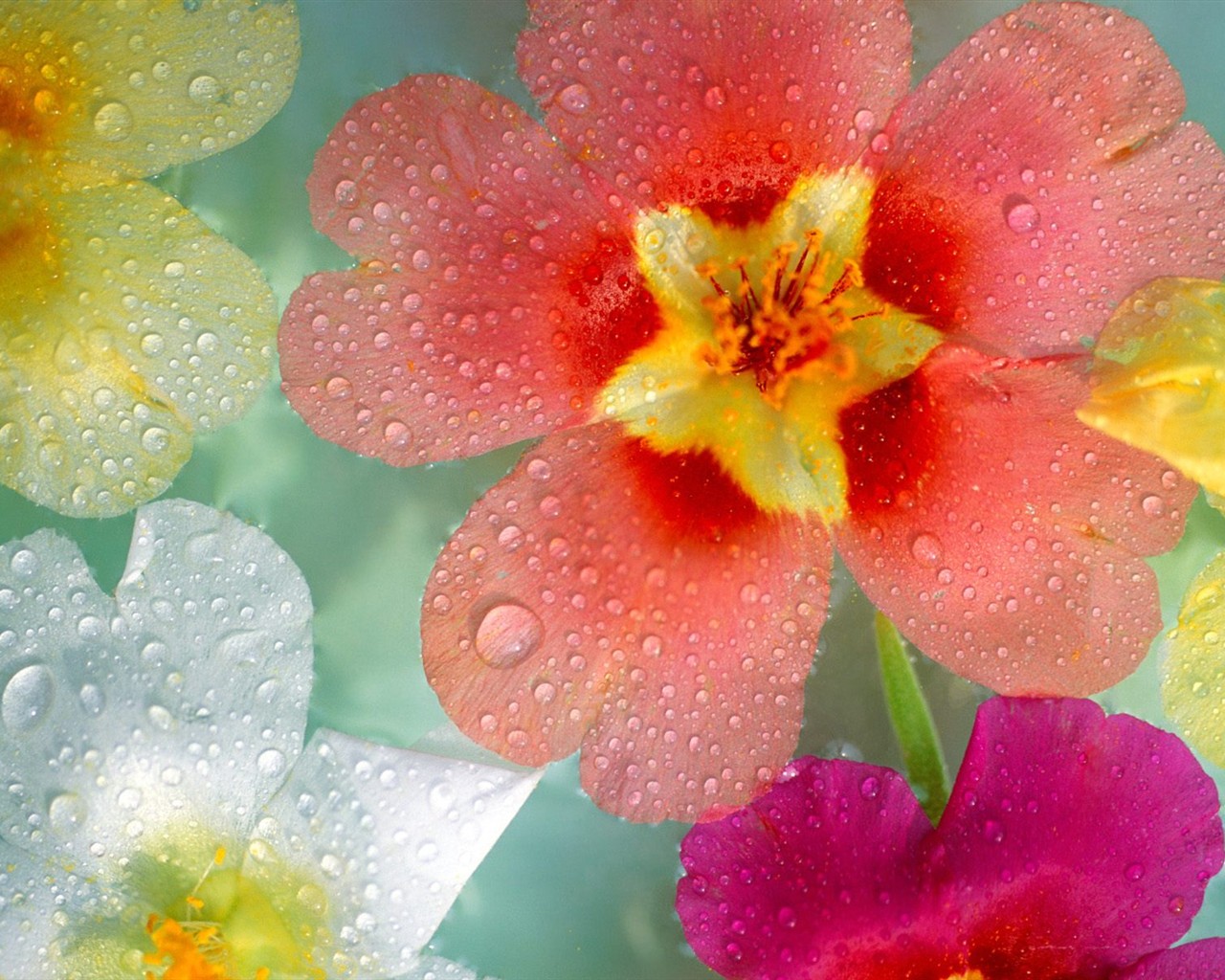 美麗鮮花桌面壁紙(二) #30 - 1280x1024