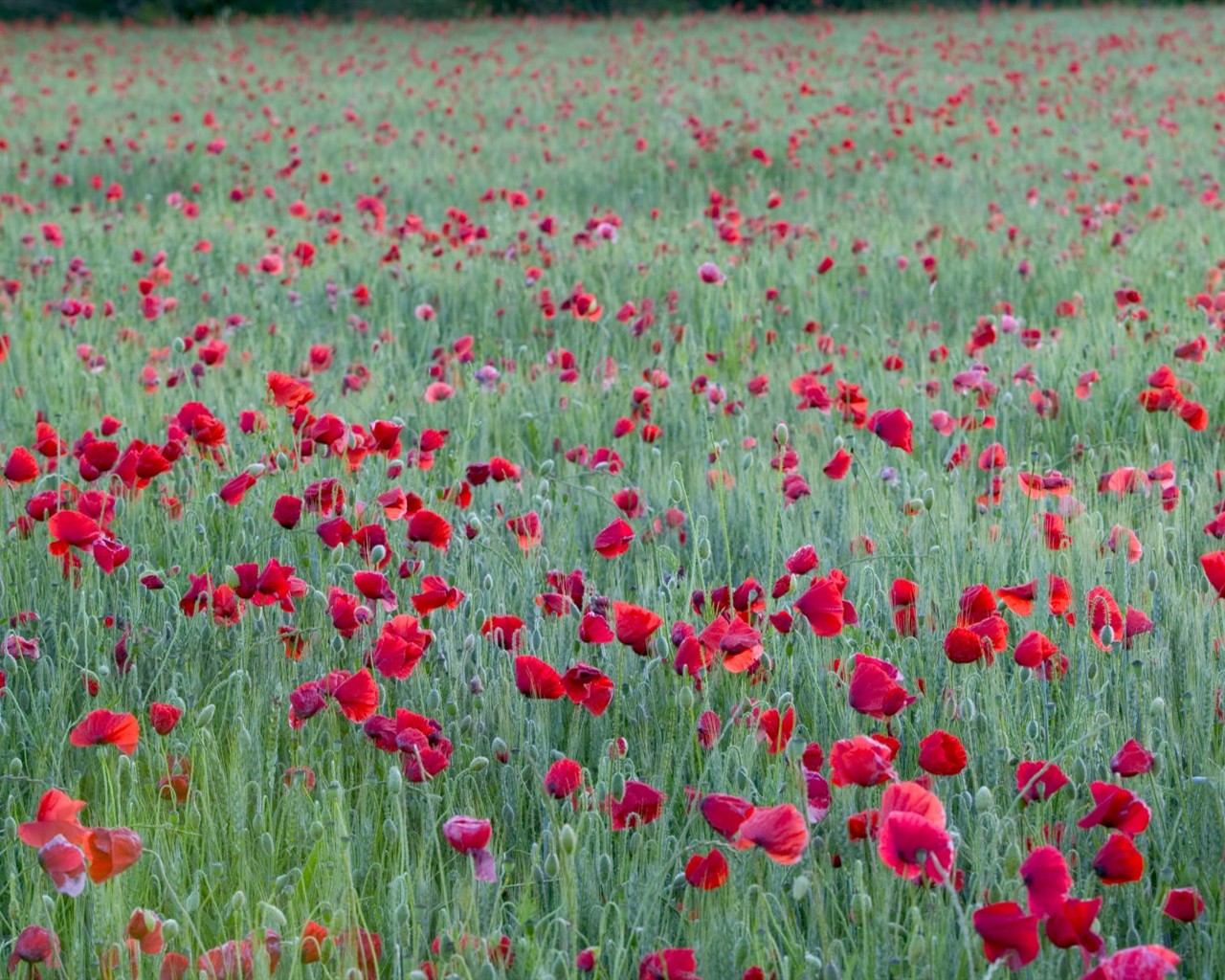 美麗鮮花桌面壁紙(二) #34 - 1280x1024