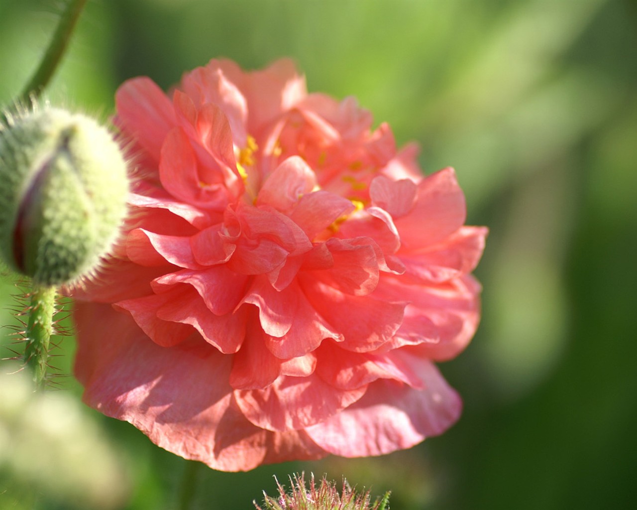 Brilliant flowers close-up wallpaper #6 - 1280x1024