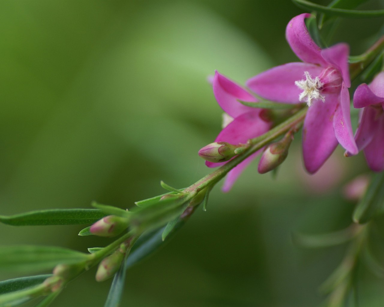 Brilliant flowers close-up wallpaper #12 - 1280x1024