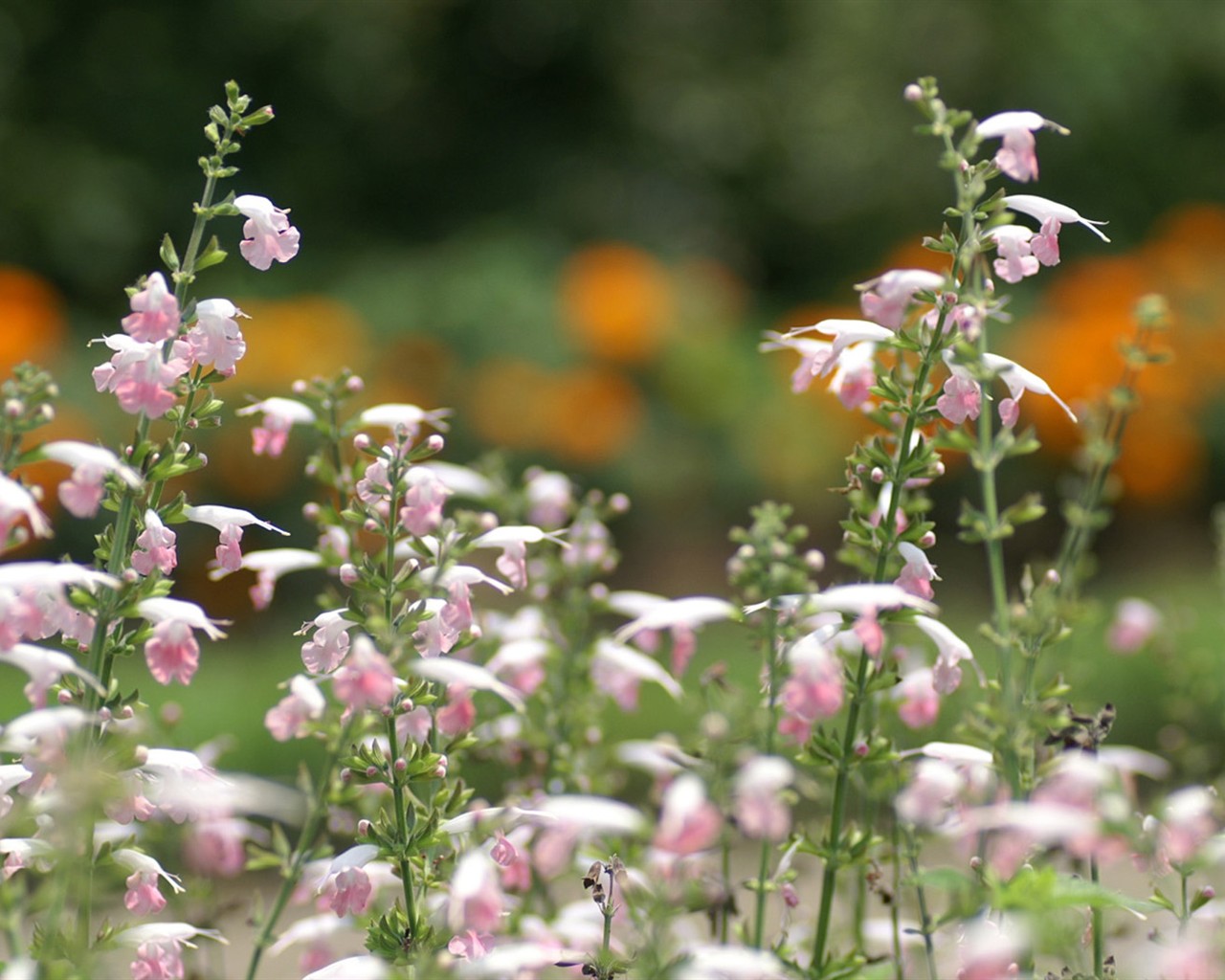 Brilliant flowers close-up wallpaper #13 - 1280x1024