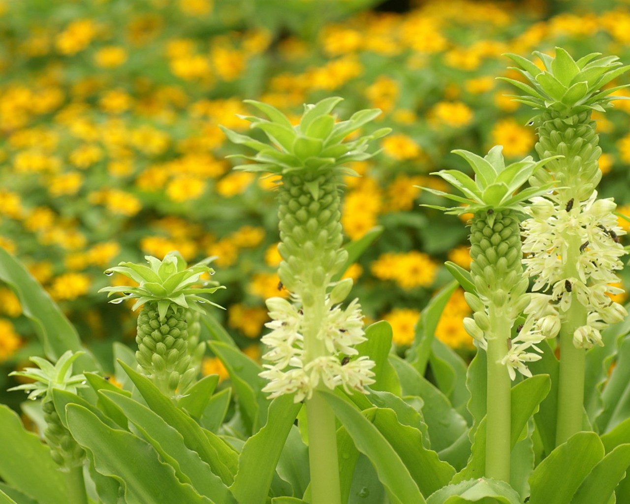 Brilliant flowers close-up wallpaper #16 - 1280x1024