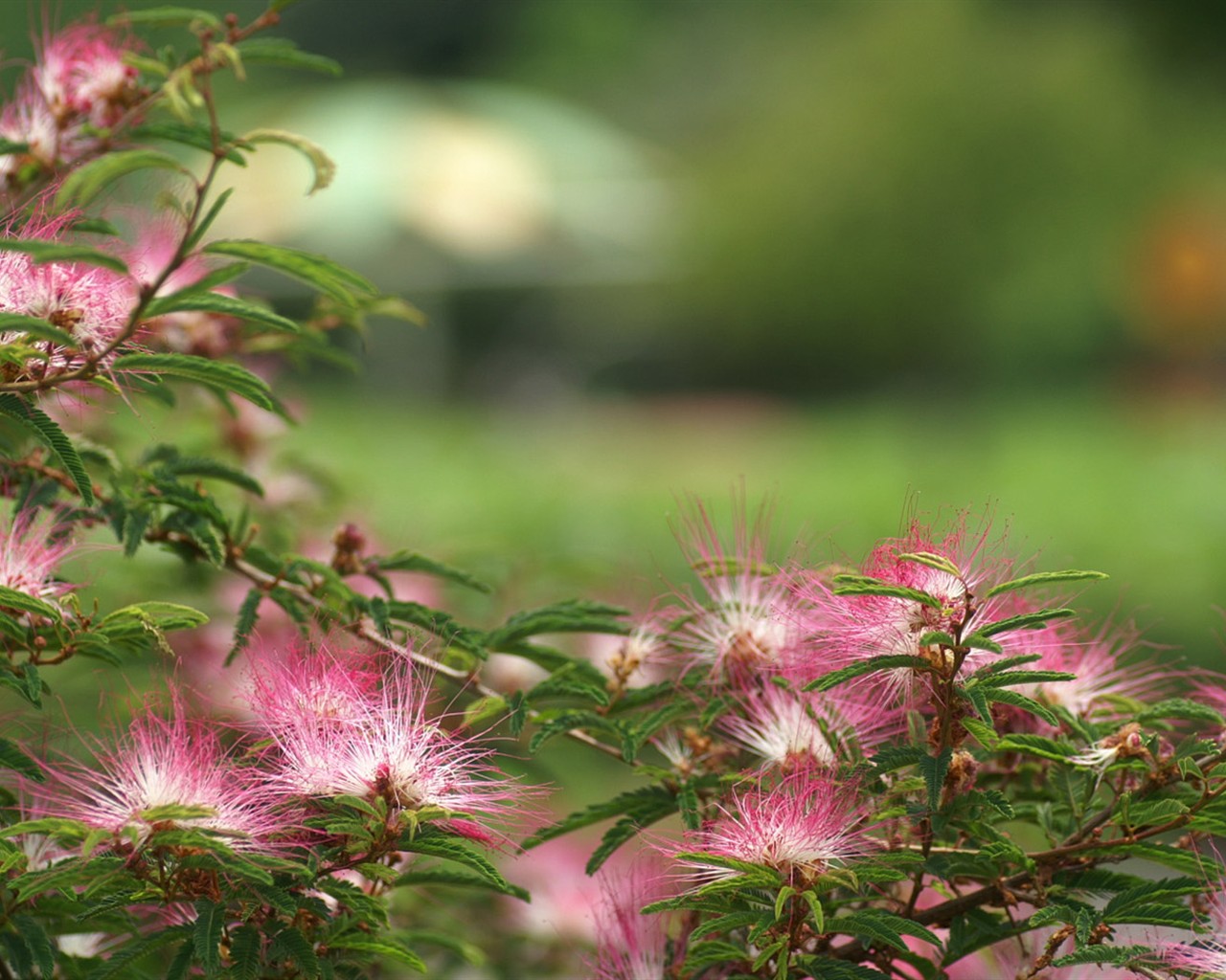 Brilliant flowers close-up wallpaper #18 - 1280x1024