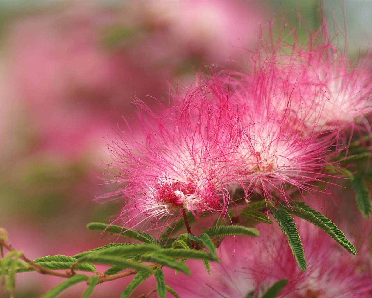 Brilliant flowers close-up wallpaper #19 - 1280x1024